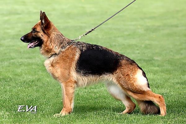 Akira von der Sulzbachwiese Akira von der Sulzbachwiese