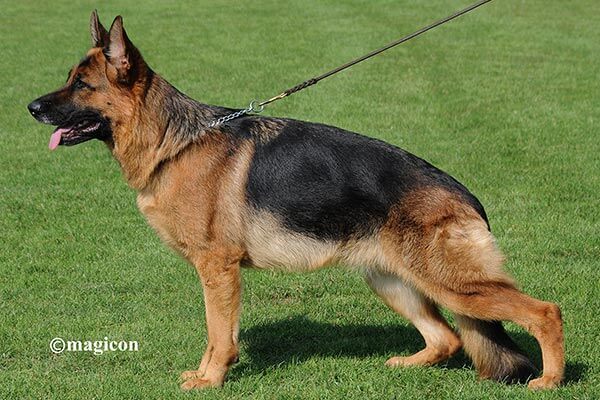 Bea von der Sulzbachwiese Bea von der Sulzbachwiese