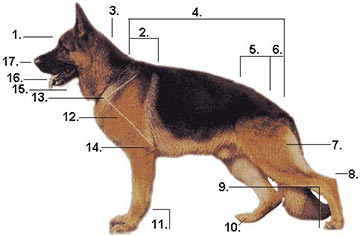 Anatomie des Deutschen Schäferhundes